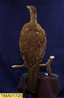 藍腹鷴藏品圖，第8張